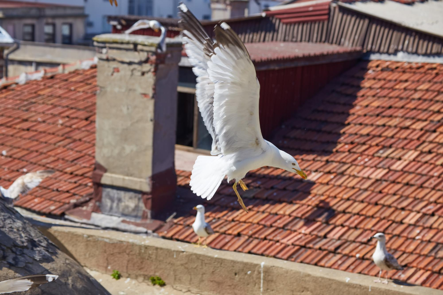 Jak zamontować kolce na ptaki na dachu i ogrodzeniu? Poradnik montażu